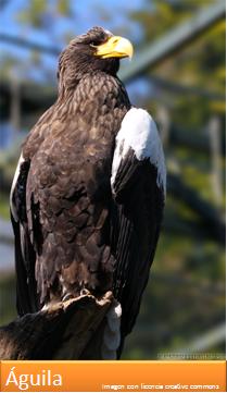 Águila Imagen portada