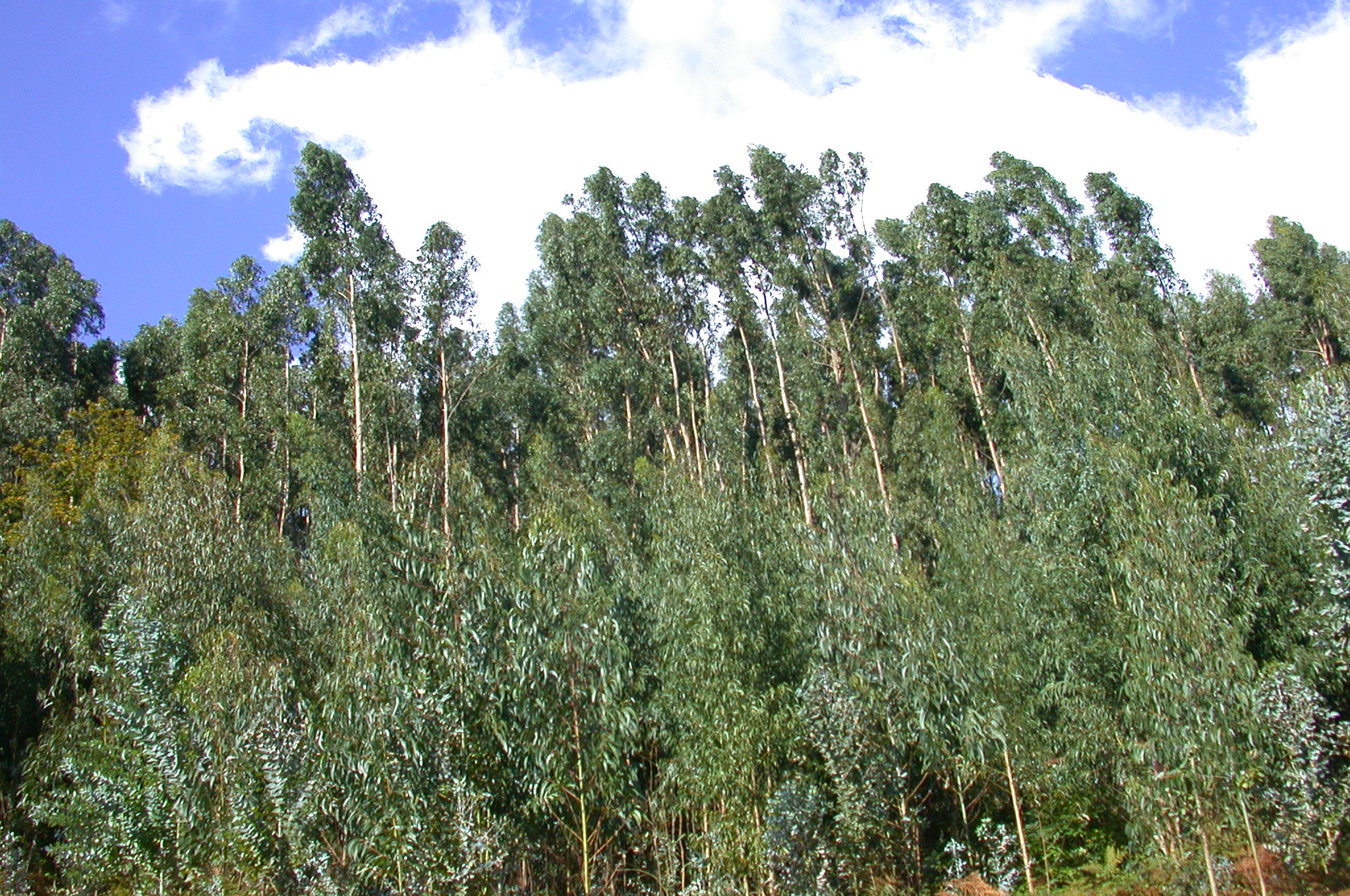 Bosque Imagen portada