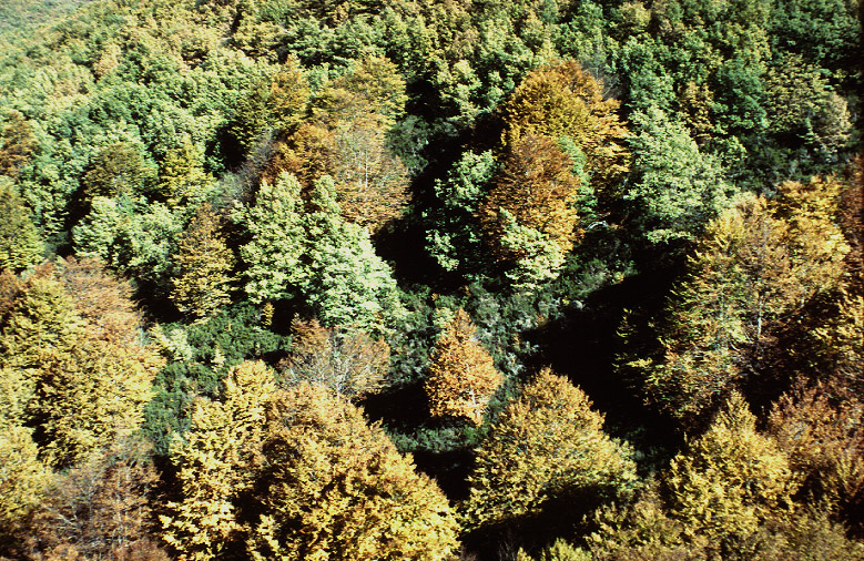 Bosque Imagen portada