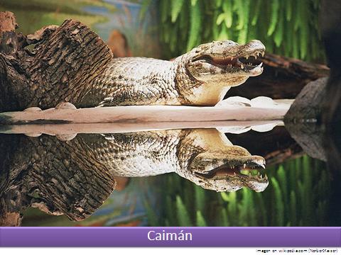 Caimán 1 Imagen portada