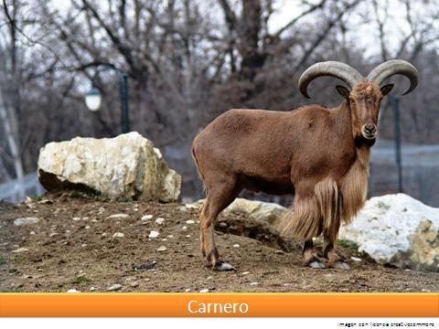 Carnero Imagen portada