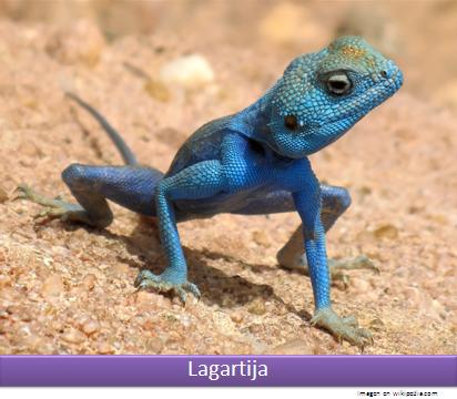 Lagartija Imagen portada