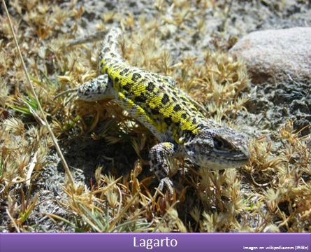 Lagarto 1 Imagen portada