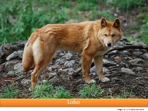 Lobo Imagen portada