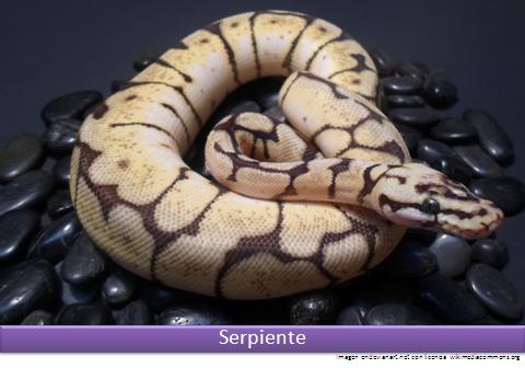 Serpiente Imagen portada