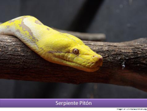 Serpiente pitón Imagen portada