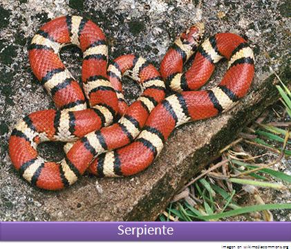 Serpiente roja Imagen portada