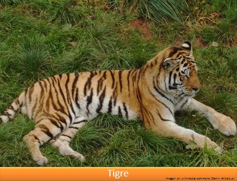 Tigre Imagen portada