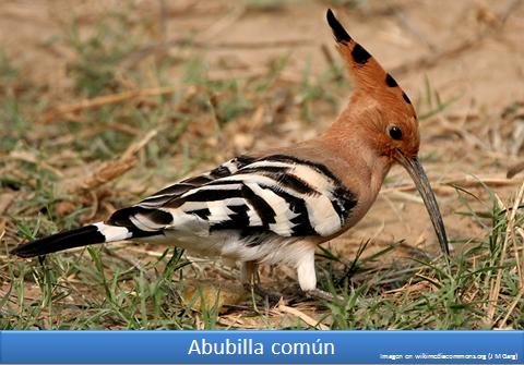 Abubilla común Imagen portada