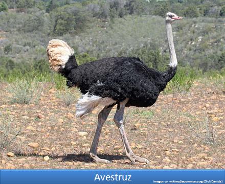 Avestruz Imagen portada