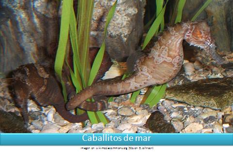Caballitos de mar Imagen portada