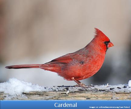 Cardenal Imagen portada