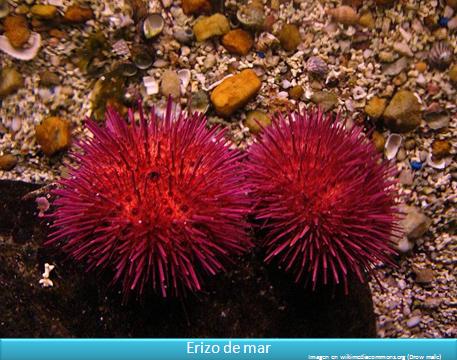 Erizos de mar Imagen portada