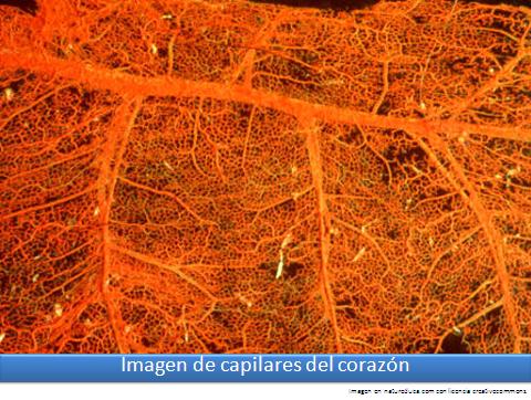 Imagen de capilares del corazón Imagen portada