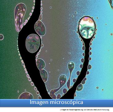 Imagen microscópica 4 Imagen portada