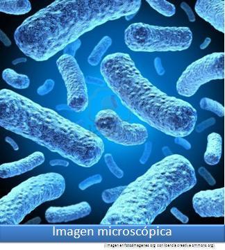 Imagen microscópica 8 Imagen portada