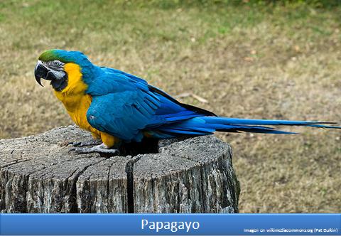 Papagayo Imagen portada