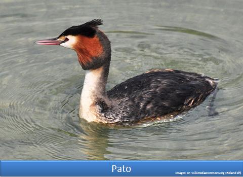 Pato Imagen portada