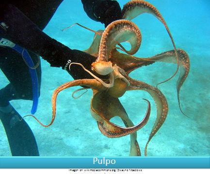 Pulpo Imagen portada
