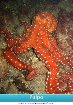 Pulpo Imagen portada