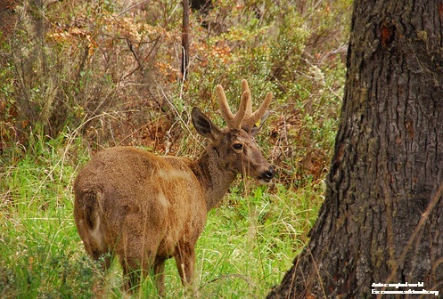 Huemul chileno Imagen portada