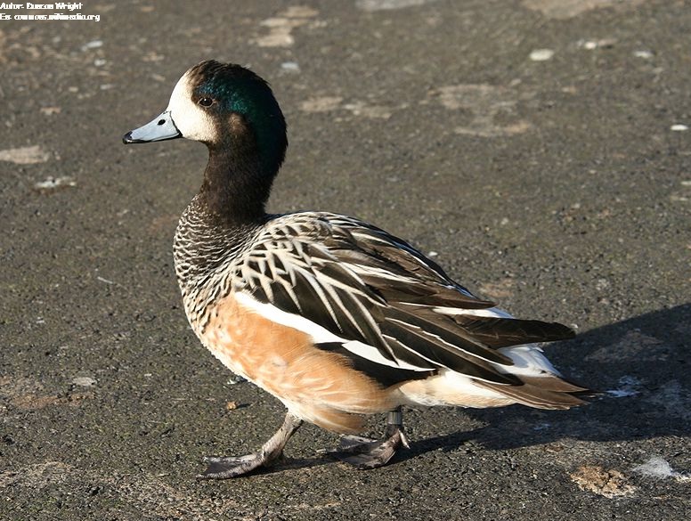 Pato real chileno Imagen portada