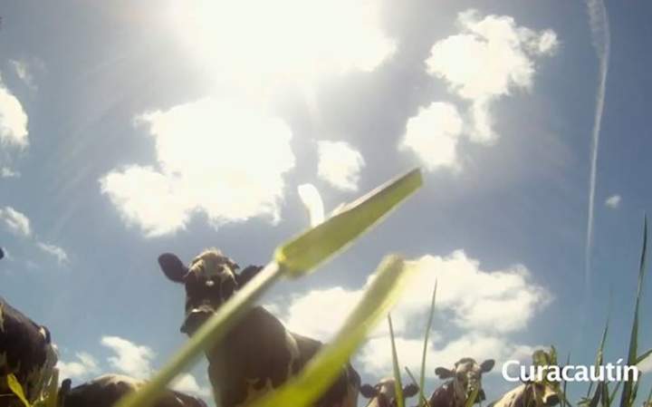 Queso de vaca normanda en la Araucanía Imagen portada