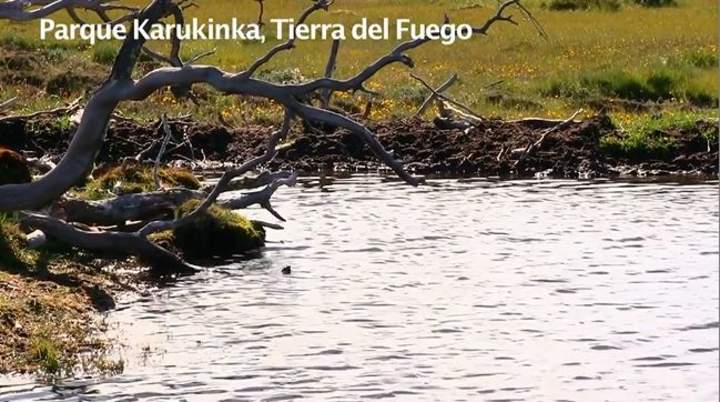 Castores en Tierra del Fuego Imagen portada