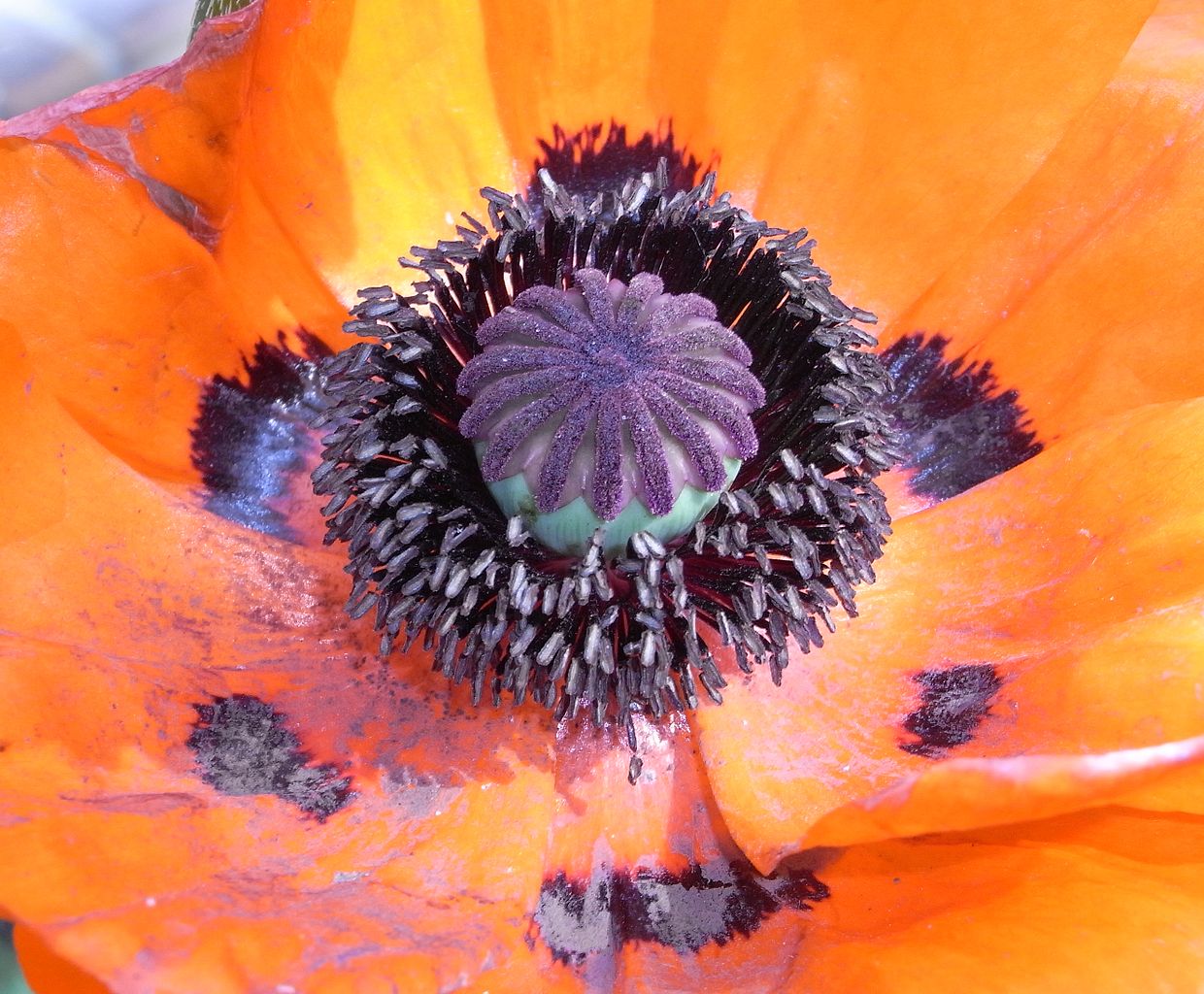 Amapola Imagen portada