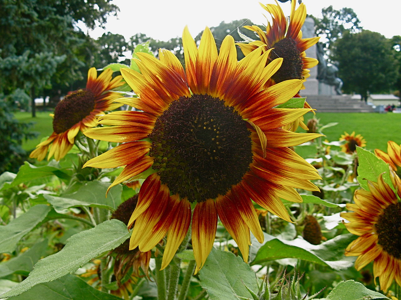 Girasoles Imagen portada
