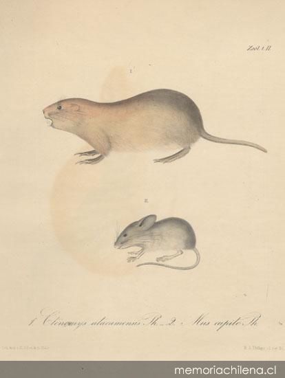 Dibujo de animales 1 Imagen portada