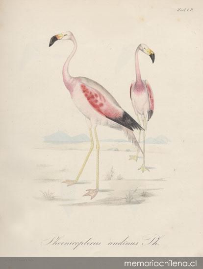 Dibujo de animales 4 Imagen portada
