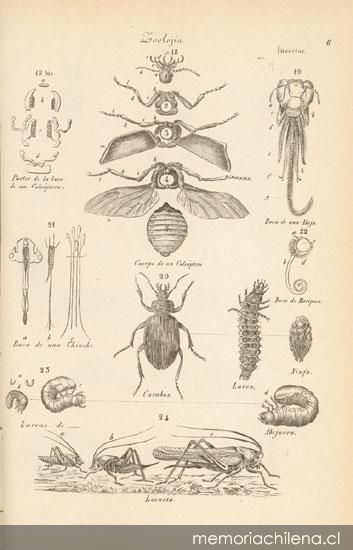 Dibujo de insectos Imagen portada