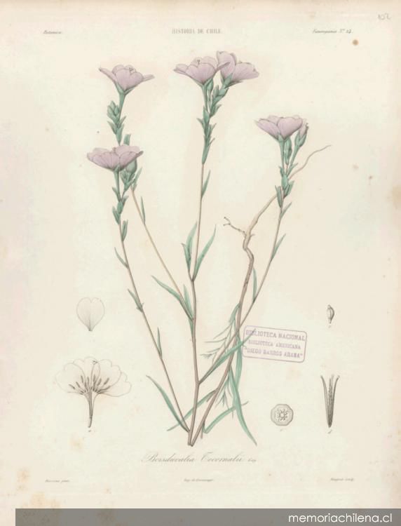 Dibujo de planta Boisduvalia tocornalii Imagen portada