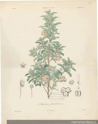 Dibujo de planta Lagunosa clanducosa Imagen portada