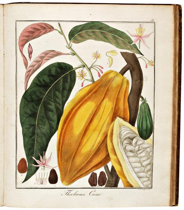 Cacao Imagen portada