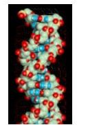 Macromolécula de ADN Imagen portada