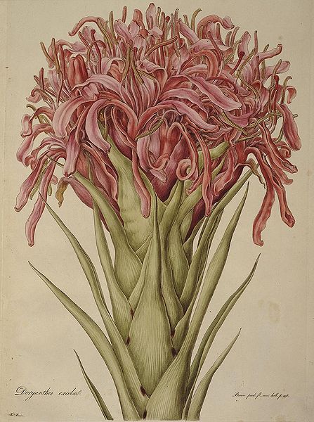 Ilustración de Doruanthes excelsa de Ferdinand Bauer Imagen portada