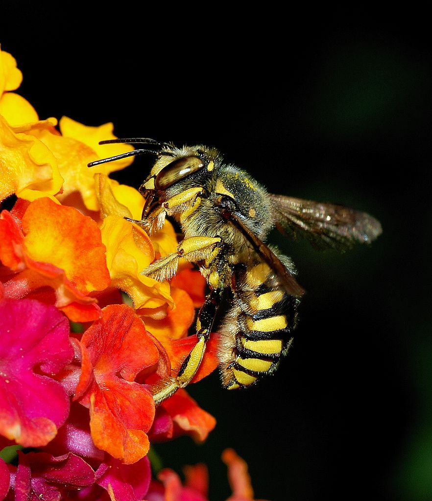Abeja Imagen portada
