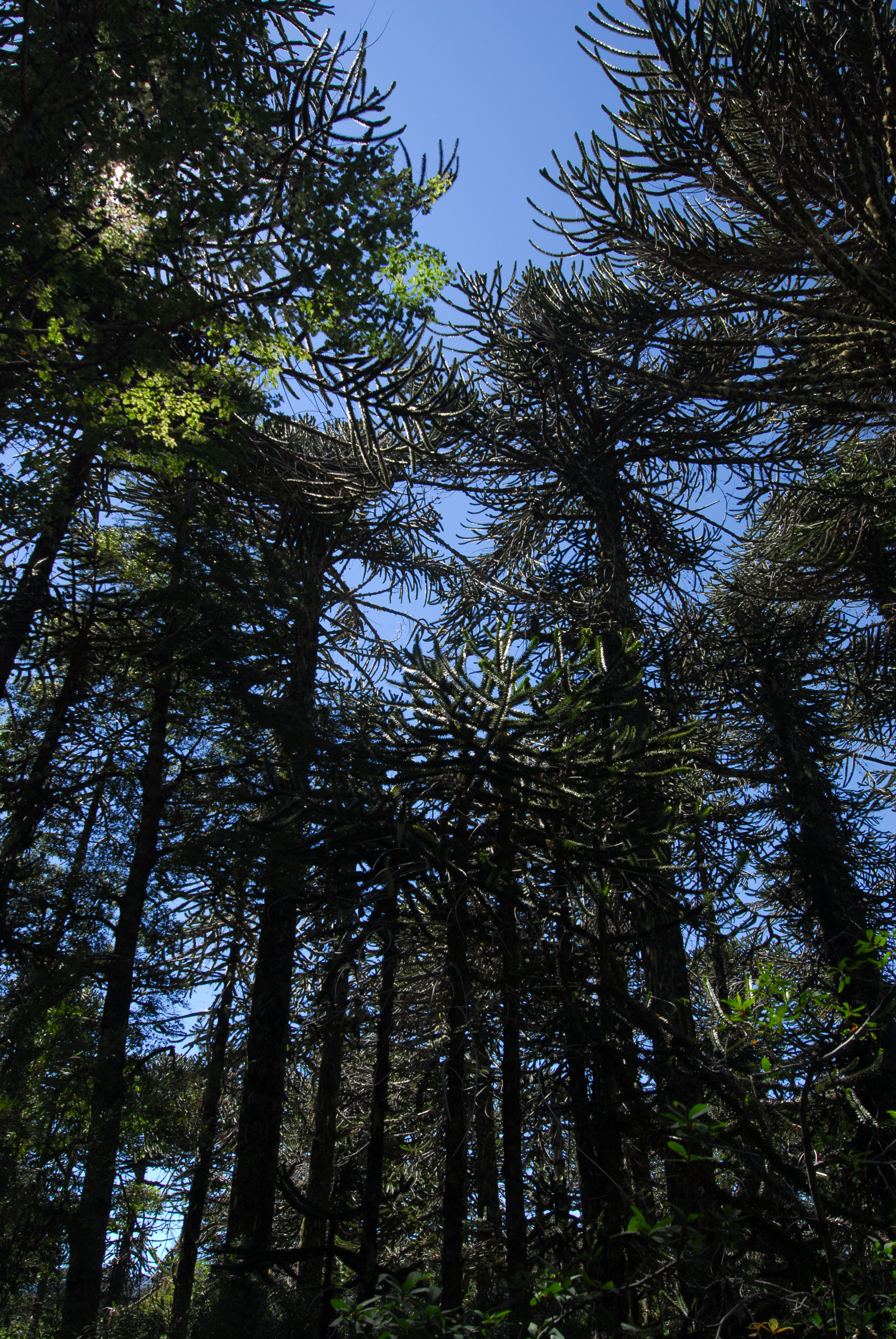 Araucaria Imagen portada
