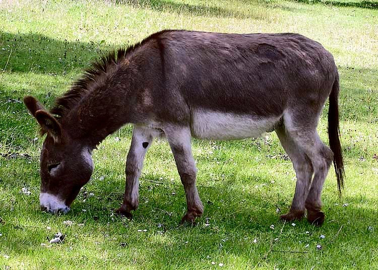 Burro Imagen portada