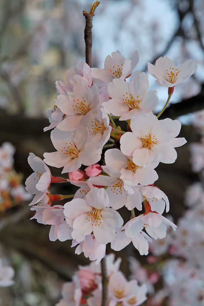 Cerezo en flor Imagen portada