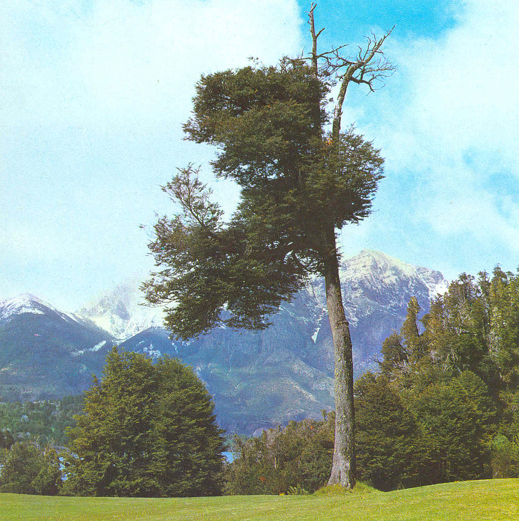 Coihue Imagen portada