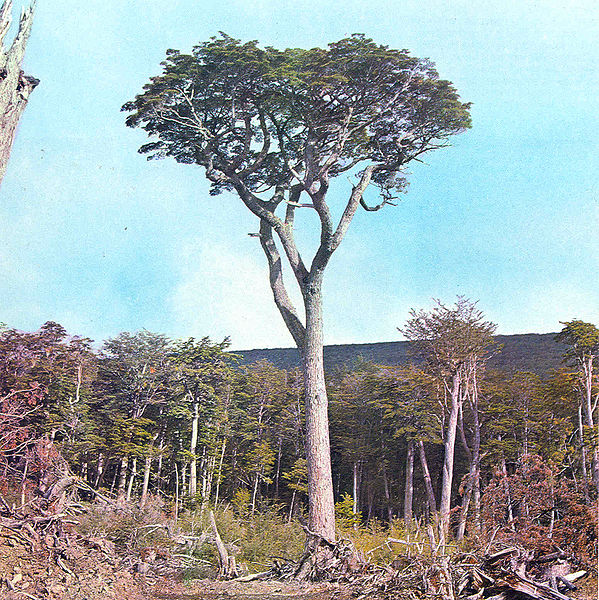 Coihue de Magallanes Imagen portada