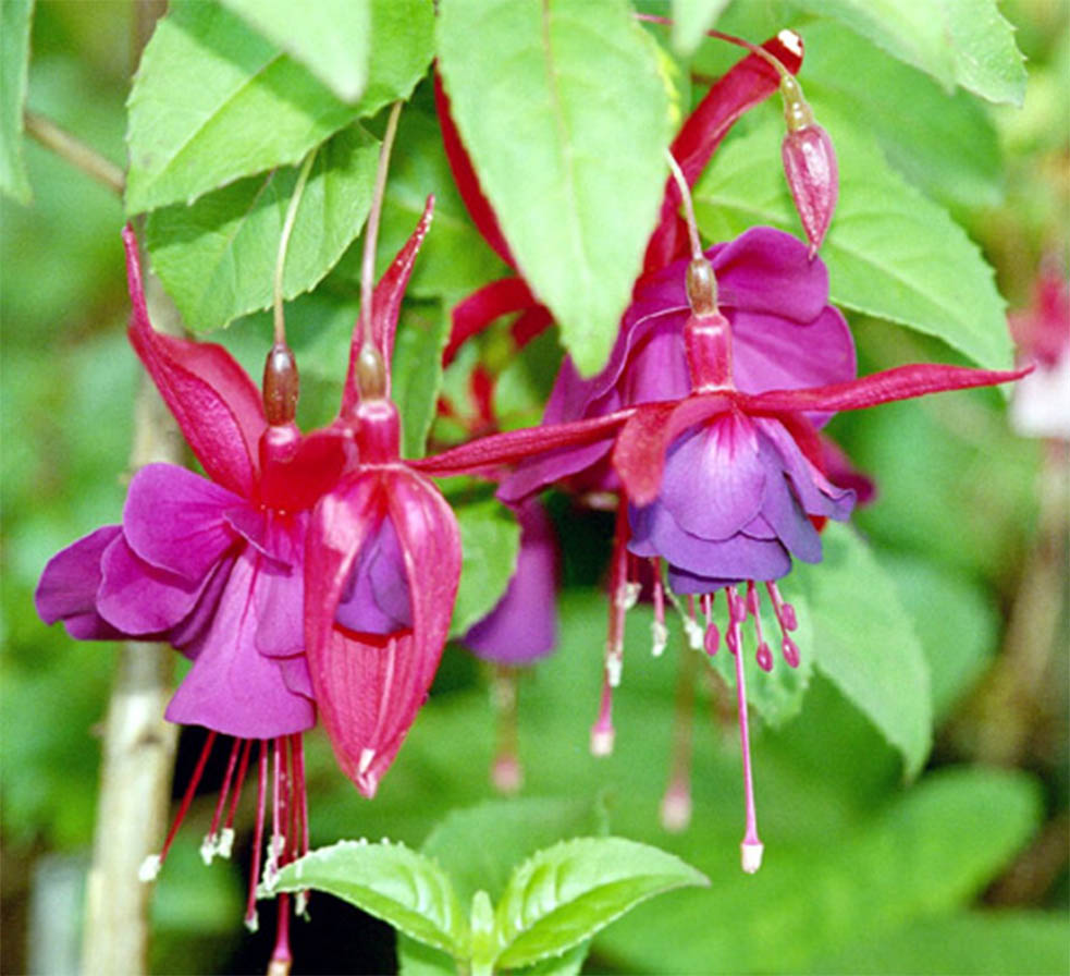 Flor fucsia (fuchsia) Imagen portada