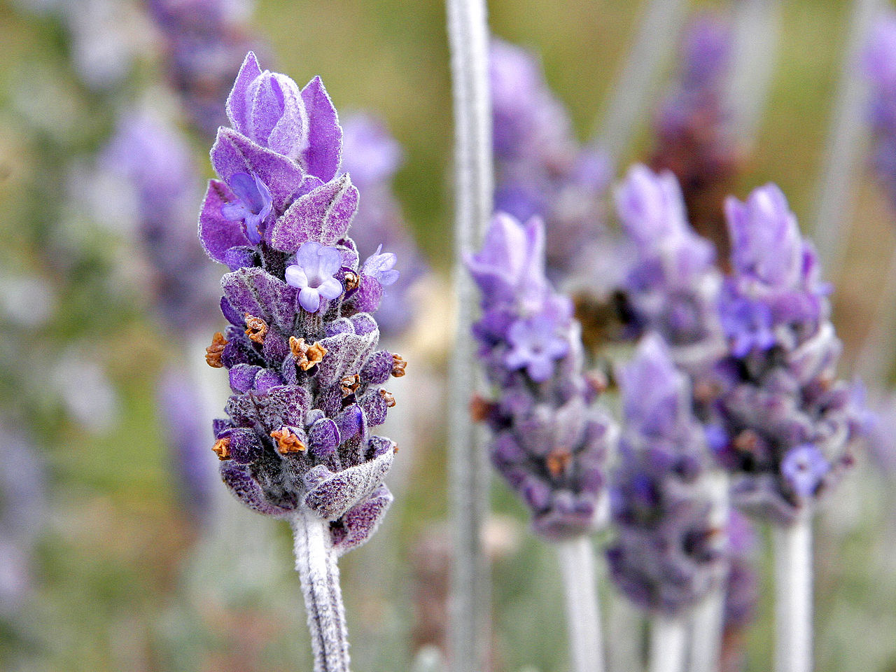 Flor lavanda Imagen portada