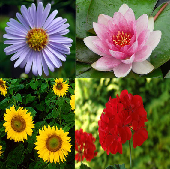 Flores Imagen portada