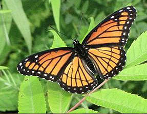 Mariposa 2 Imagen portada