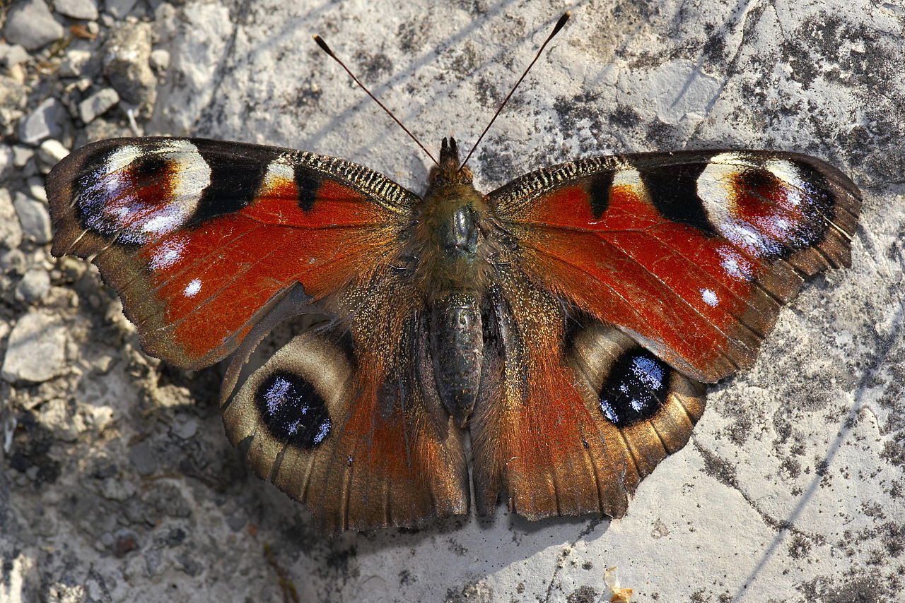 Mariposa 4 Imagen portada