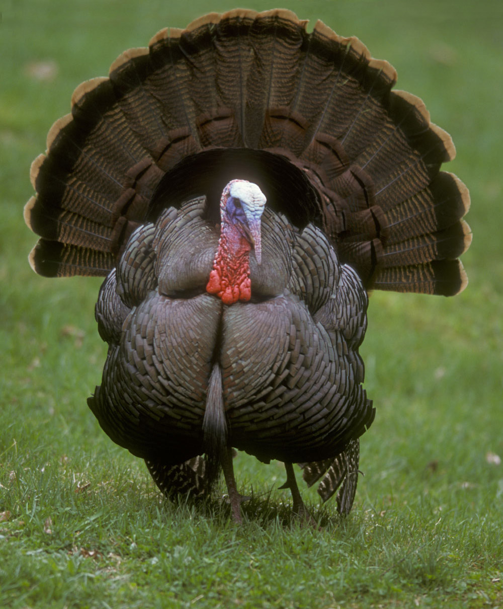 Pavo Imagen portada